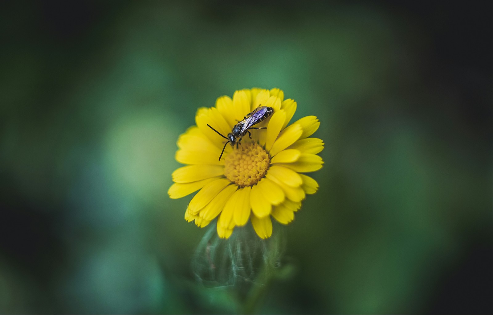 Bokeh post. - My, The photo, Bokeh, Helios, Nature, Canon, beauty, Flowers, Insects, Longpost