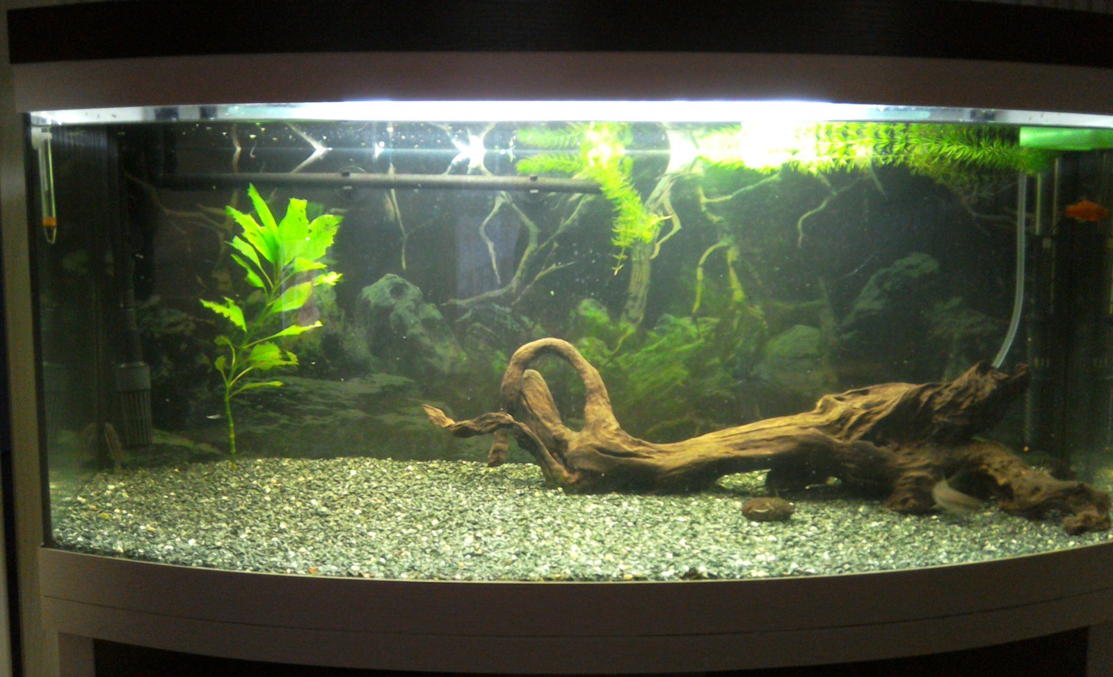 I need help with the design of the aqua - My, Aquarium, , For beginners, Design, Aquarium herbalist