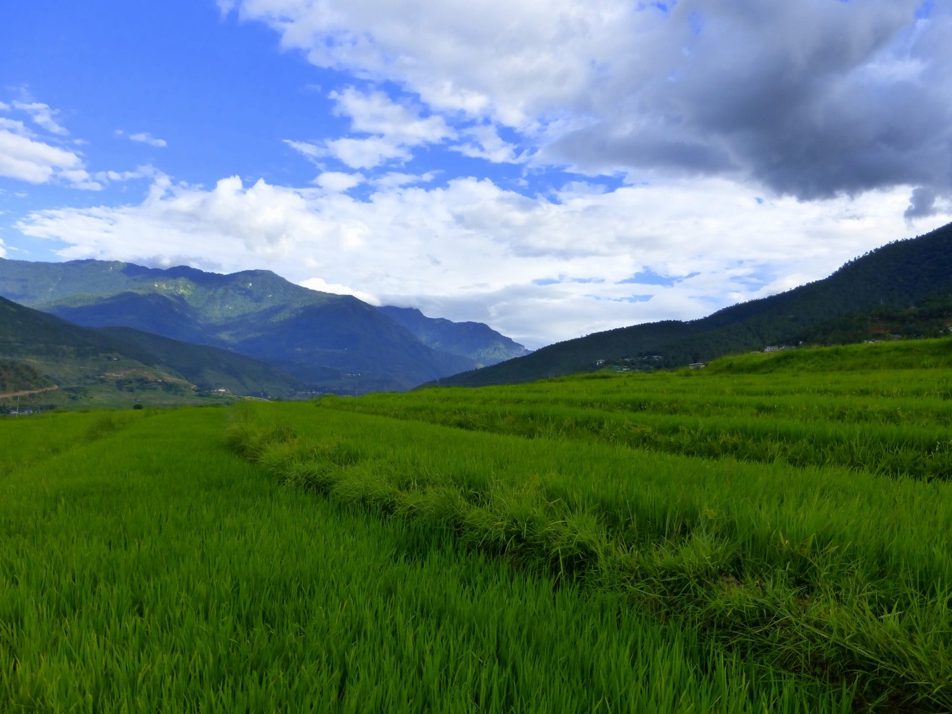 Mysterious Kingdom of Bhutan. Punakha - NSFW, My, Travels, Tourism, The photo, Bhutan, Bhutan, Longpost