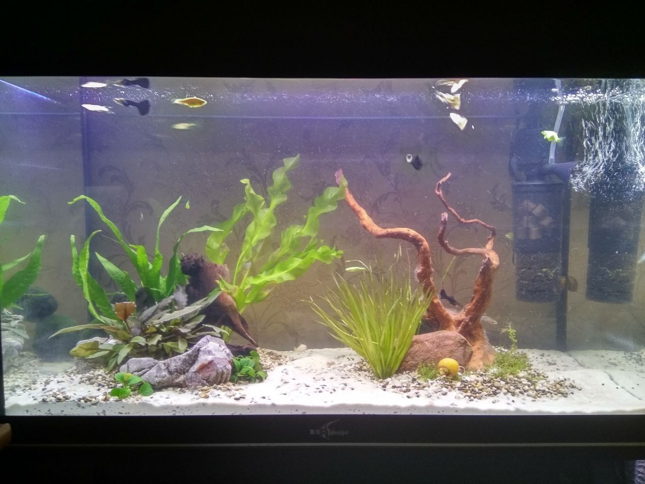 My first attempt at aquascape - My, Aquascape, Aquarium, Longpost, My