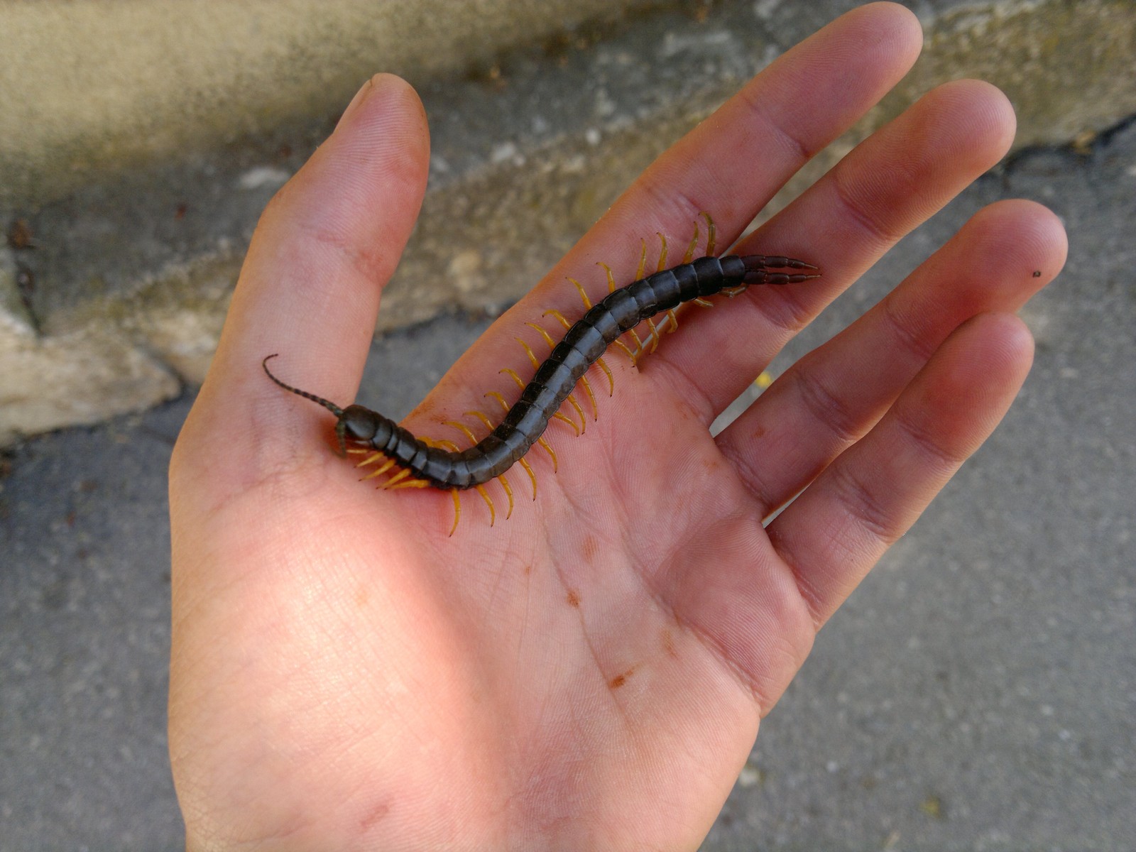 Scolopendra ringed - My, Scolopendra, Annelid scolopendra, Crimea, Video, Longpost