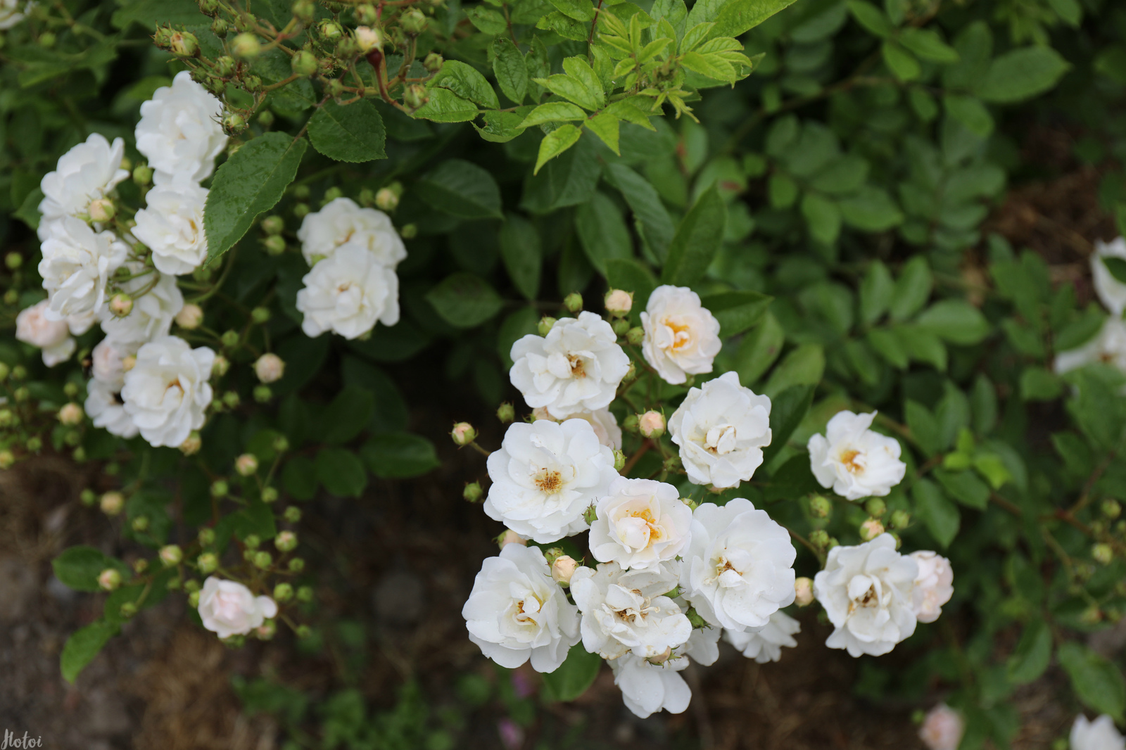 A piece of the botanical garden in your feed - My, Botanical Garden, Saint Petersburg, Longpost