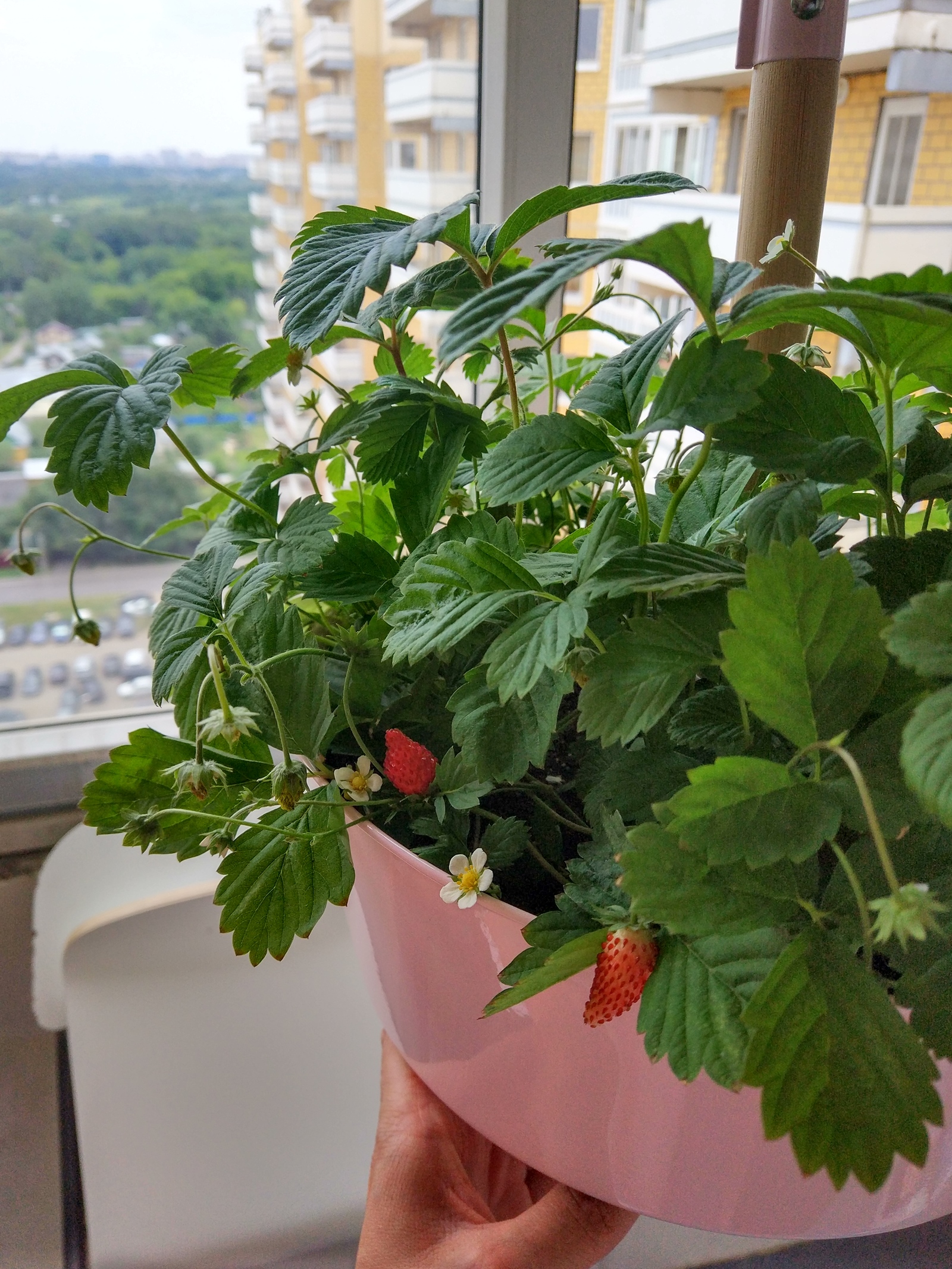 Berries on the balcony. - My, Forest, Berries