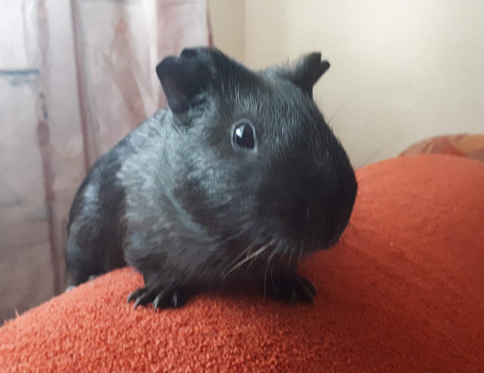 I will give the pig Ulan-Ude - My, Guinea pig, For free, No rating, Is free