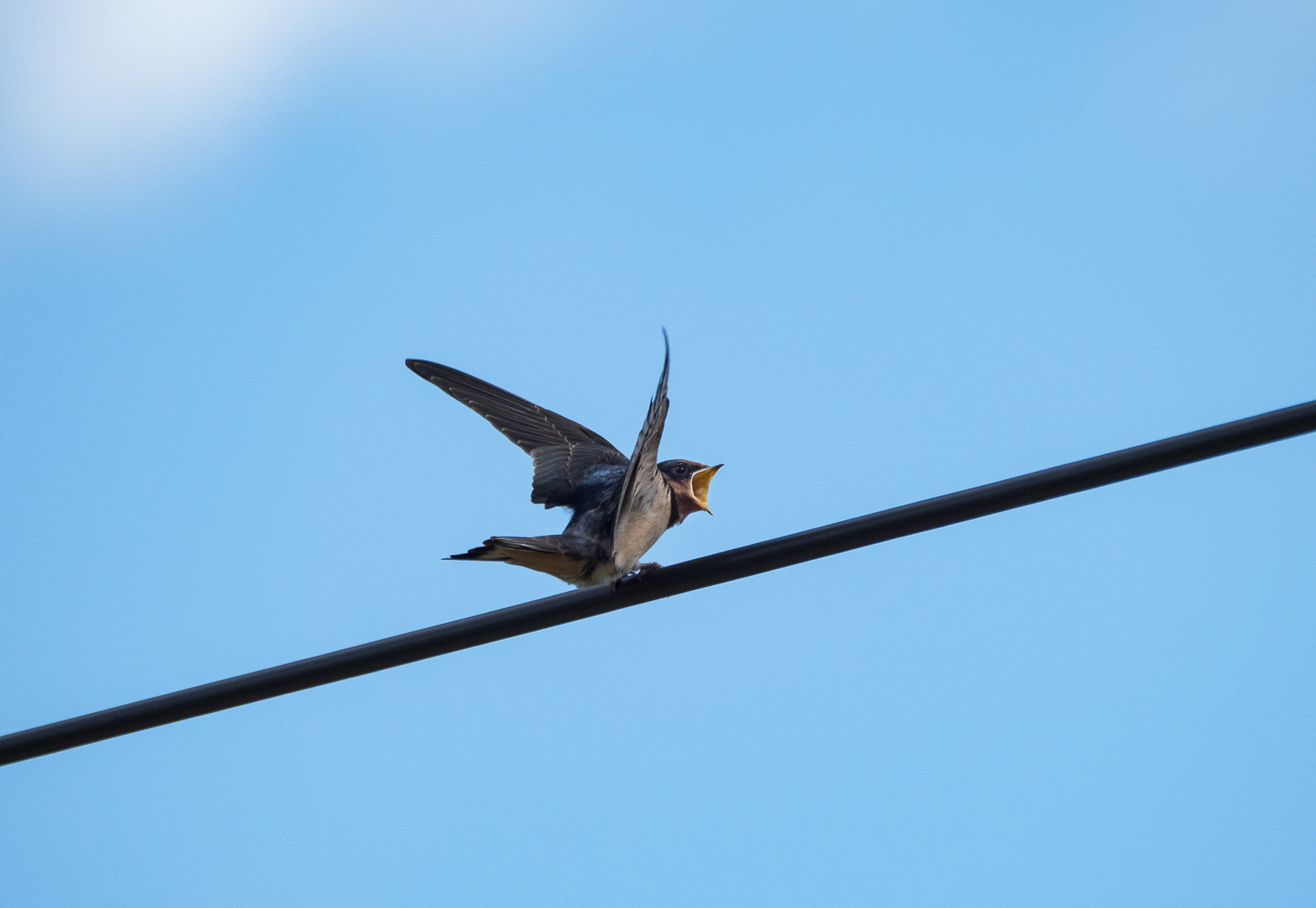 The swallow feeds the chick - My, Martin, Chick, Feeding, Longpost