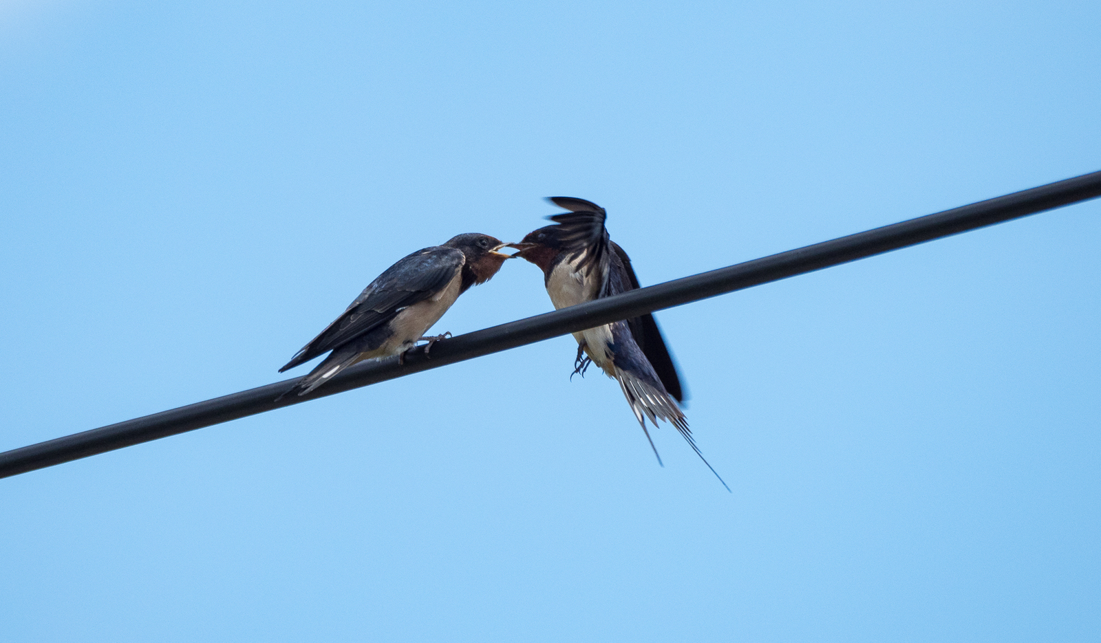 The swallow feeds the chick - My, Martin, Chick, Feeding, Longpost