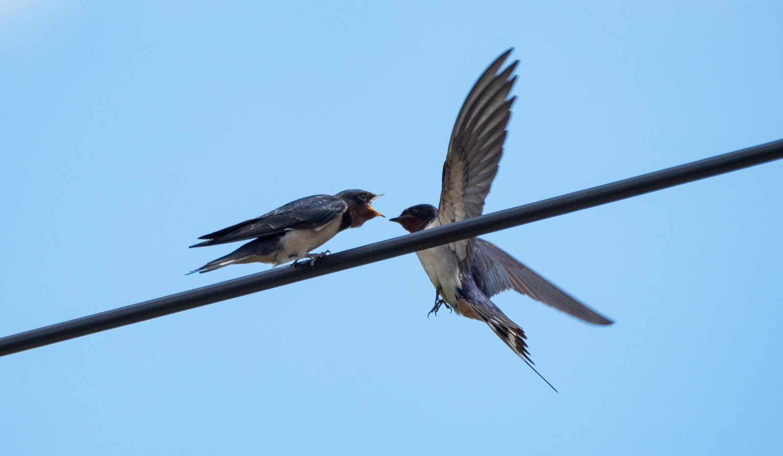 The swallow feeds the chick - My, Martin, Chick, Feeding, Longpost