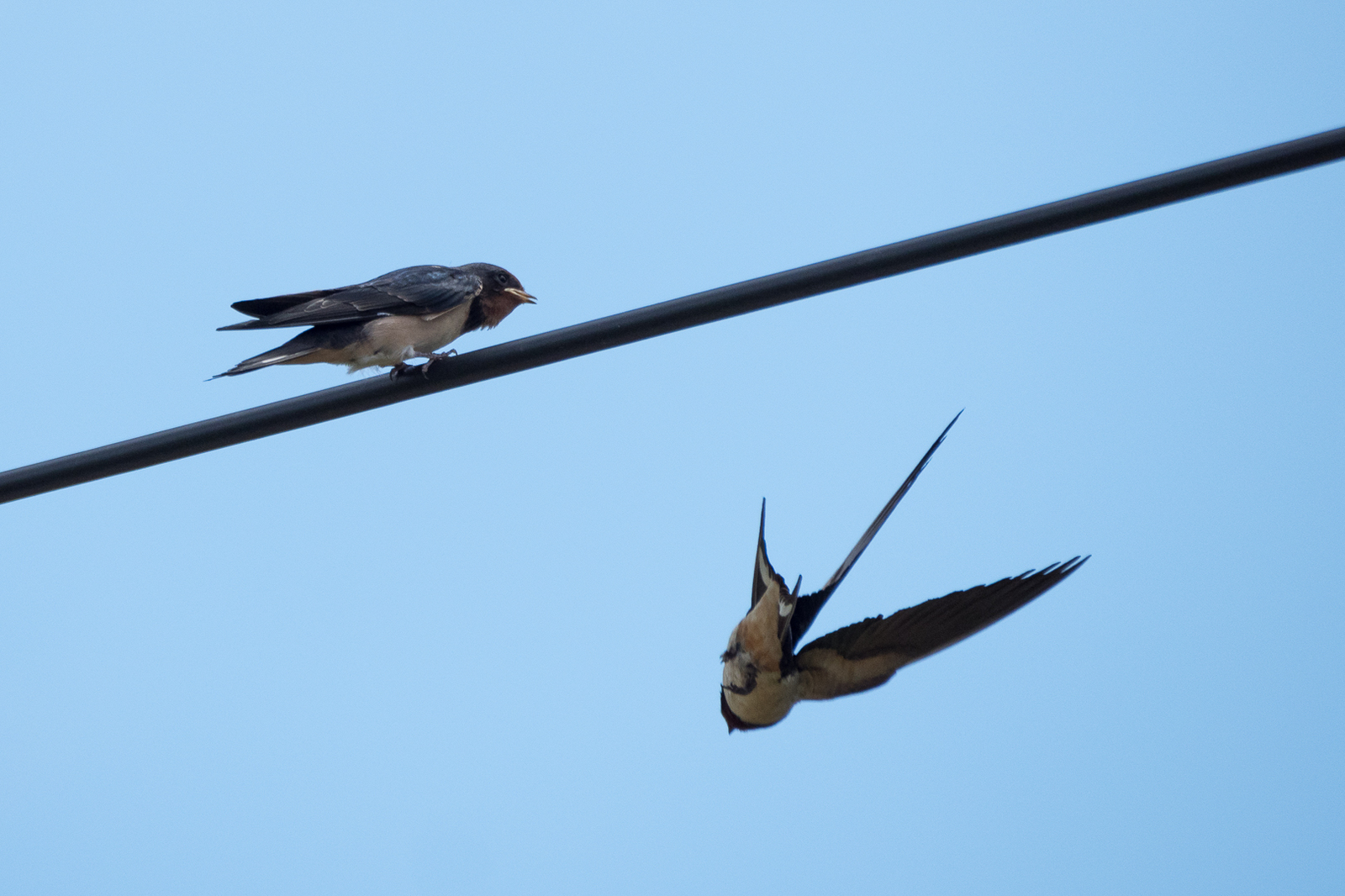 The swallow feeds the chick - My, Martin, Chick, Feeding, Longpost