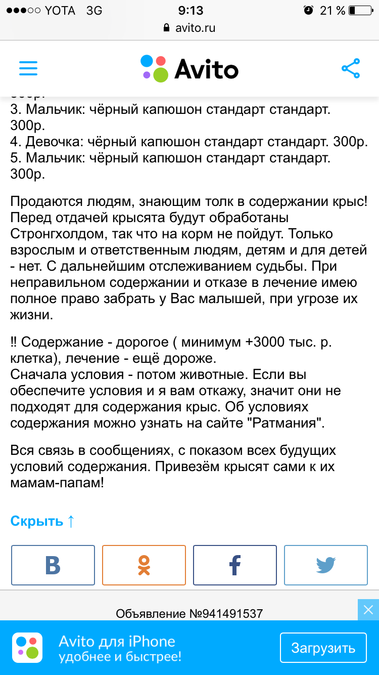 А вы продаёте крыс? - Моё, Крыса, Неадекват, Продажа, Авито, Длиннопост, Объявление на авито, Переписка, Скриншот