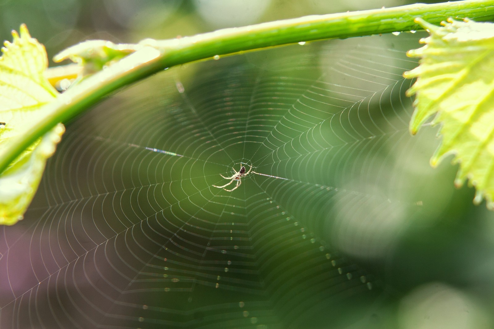 Summer sketches - My, Summer, Nature, The photo, Knife, Macro, My, Longpost, Macro photography