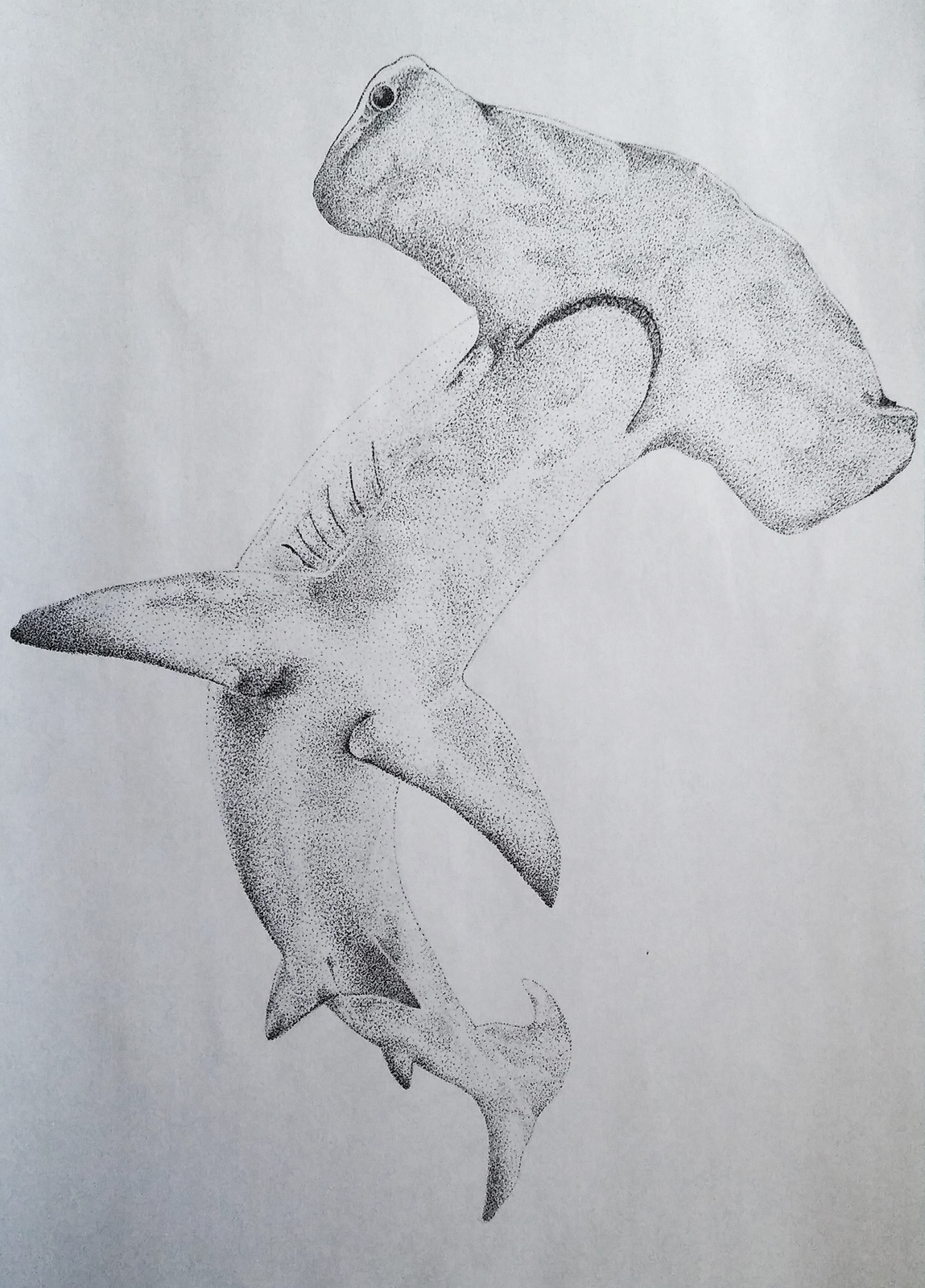 Shark attack
 - My, Shark, Hammerhead Shark, , Dotwork