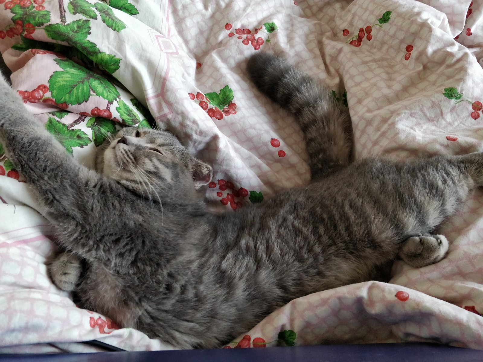 How my cat sleeps) oh no Kitten with a capital letter) - cat, Kittens, Scottish lop-eared, Scotland, Peekaboo, Longpost