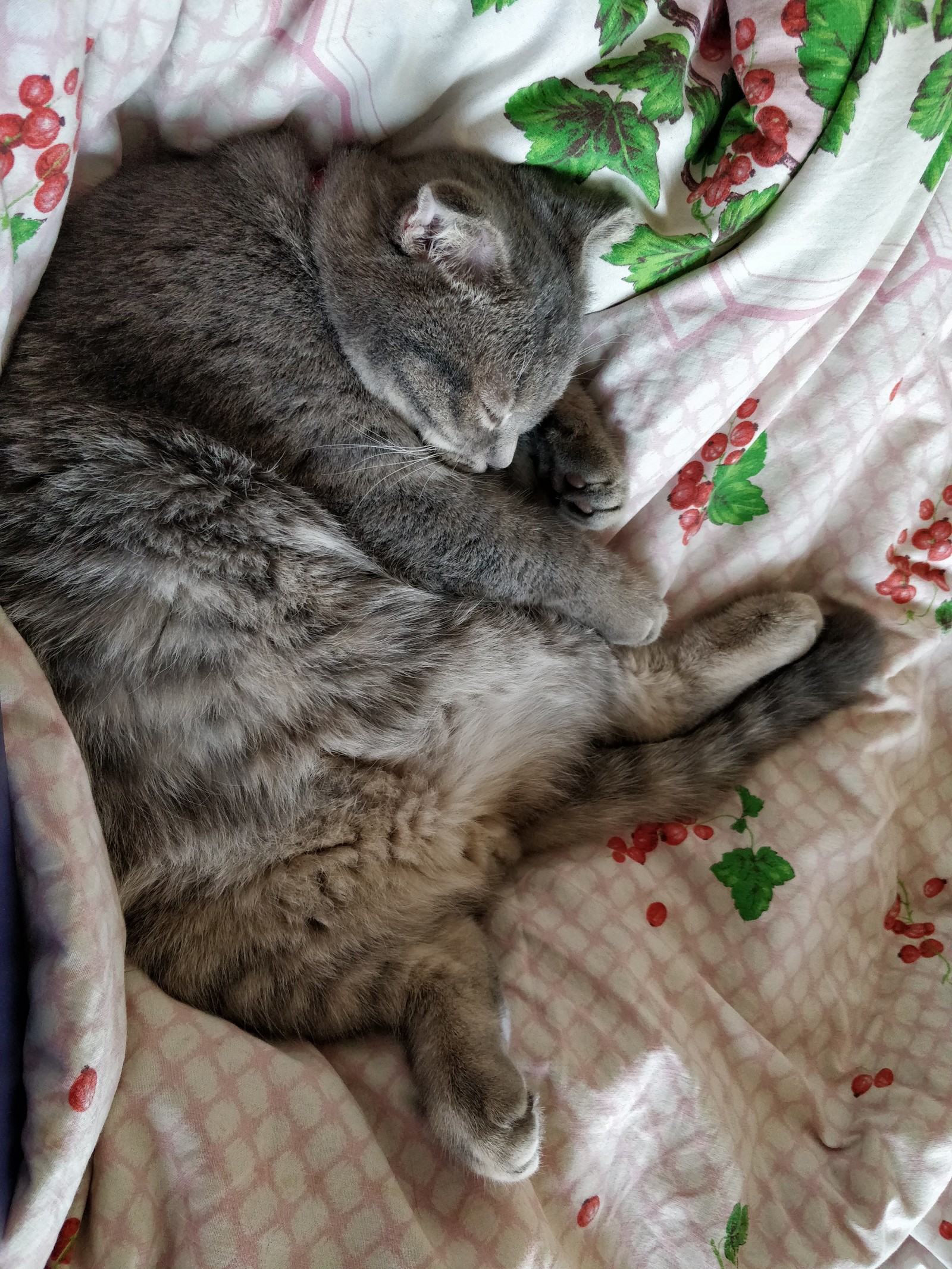 How my cat sleeps) oh no Kitten with a capital letter) - cat, Kittens, Scottish lop-eared, Scotland, Peekaboo, Longpost