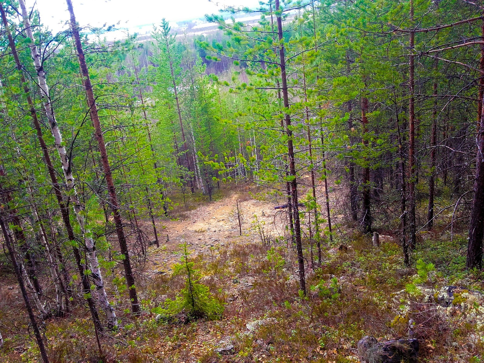 Forests of the Far North - My, beauty of nature, The photo, Nature, Longpost