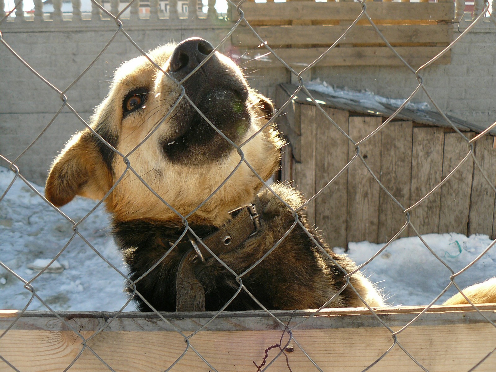 Sobaken - My, Dog, Milota, My, Winter