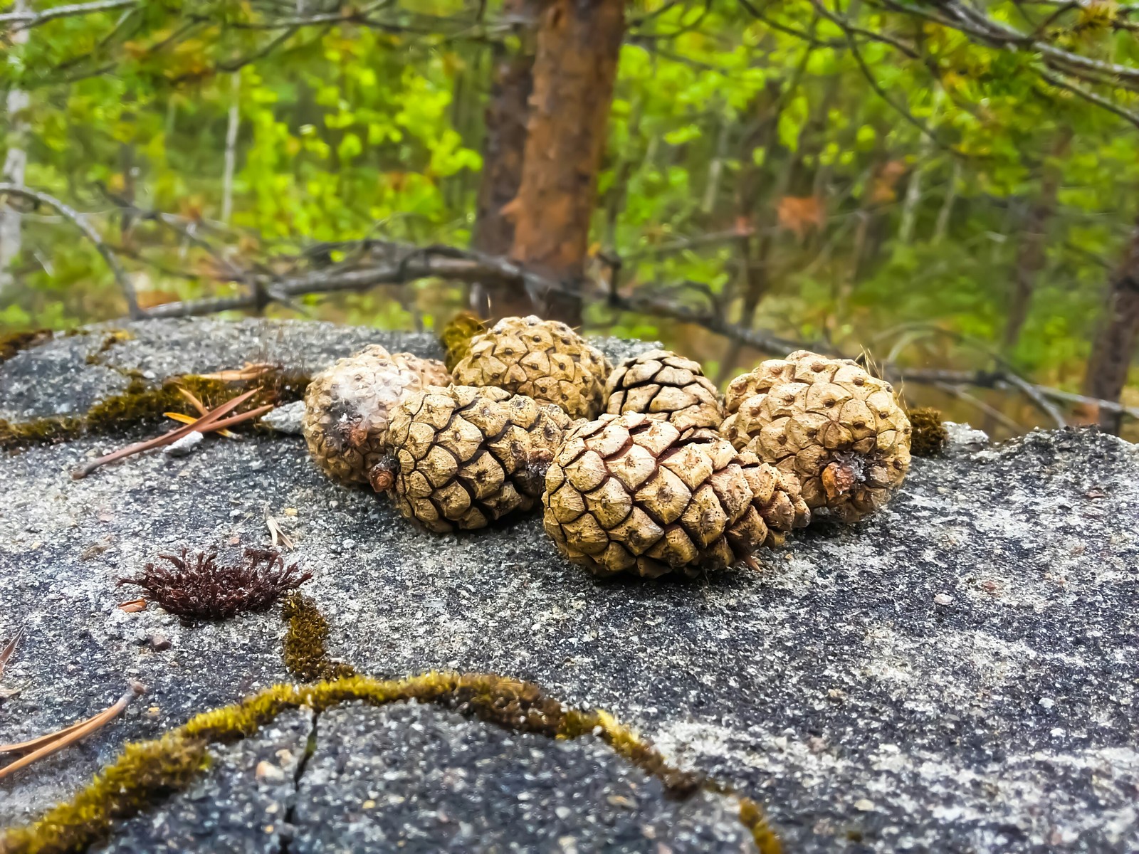 Forests of the Far North - My, beauty of nature, The photo, Nature, Longpost