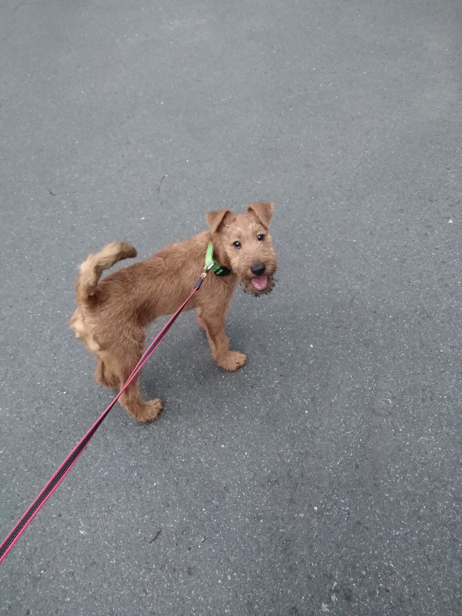 Irish Guy - My, My, Irish Terrier, Dog, The photo, Longpost