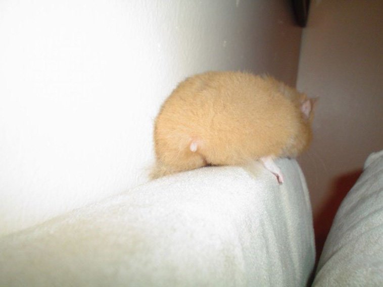 Hamster butts are the cutest new mood booster - The photo, Hamster, Booty, Milota, Longpost