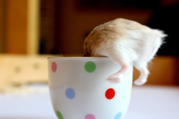 Hamster butts are the cutest new mood booster - The photo, Hamster, Booty, Milota, Longpost