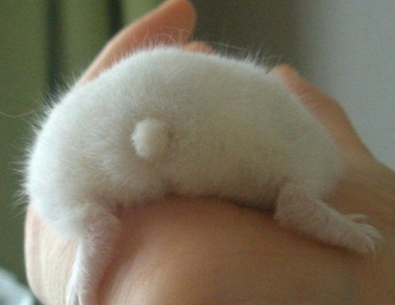 Hamster butts are the cutest new mood booster - The photo, Hamster, Booty, Milota, Longpost