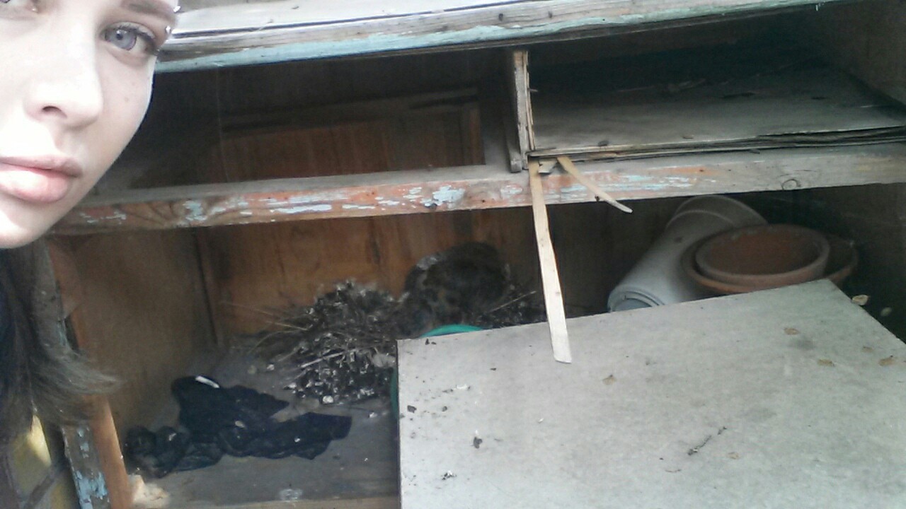 Chicks on the balcony. - My, Chicks of pigeons, Balcony, Birds, Pigeon