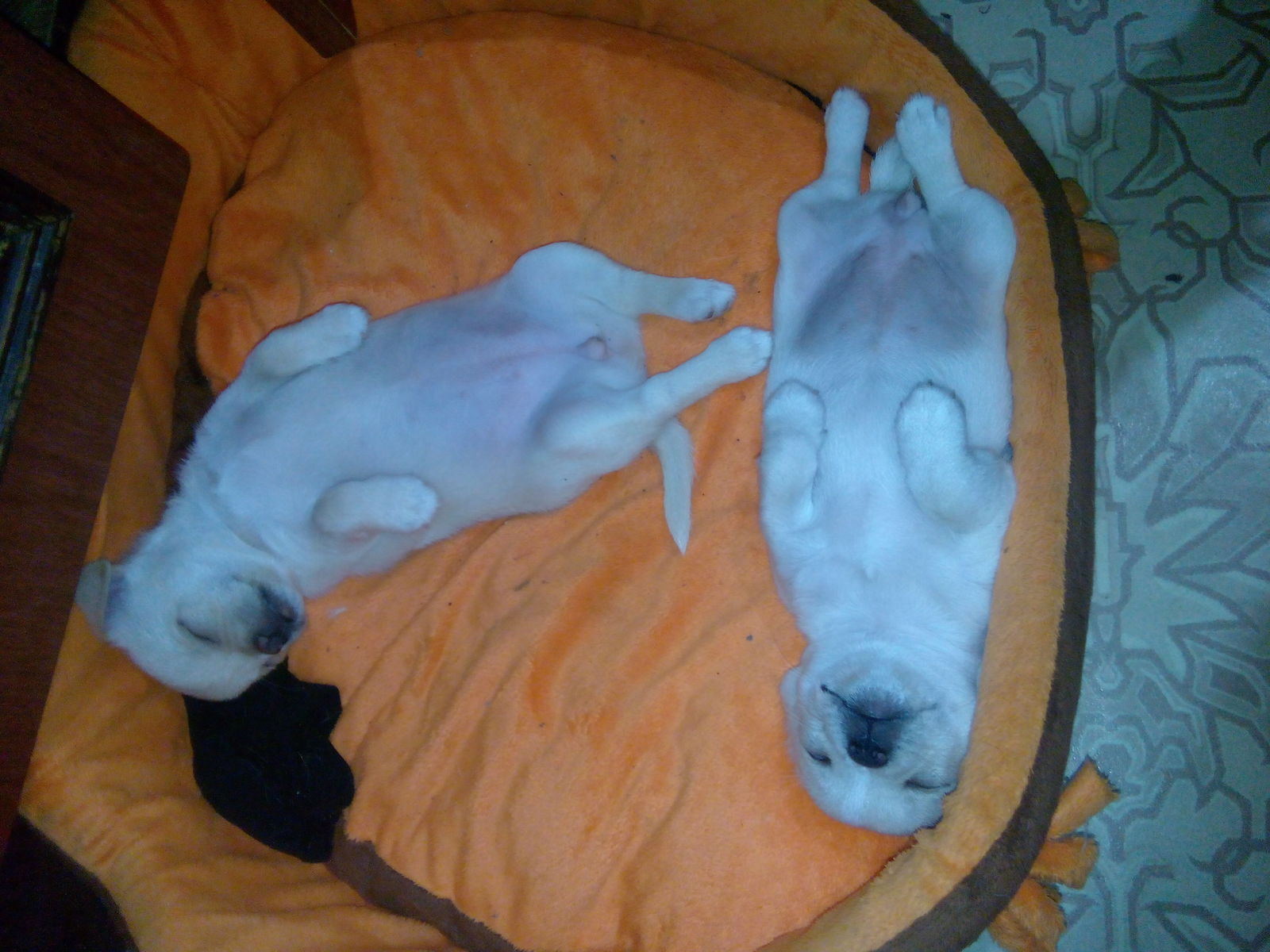 Sanka and Panka after 7 months. - My, Dog, Sister, Chihuahua, My, Longpost, Sisters