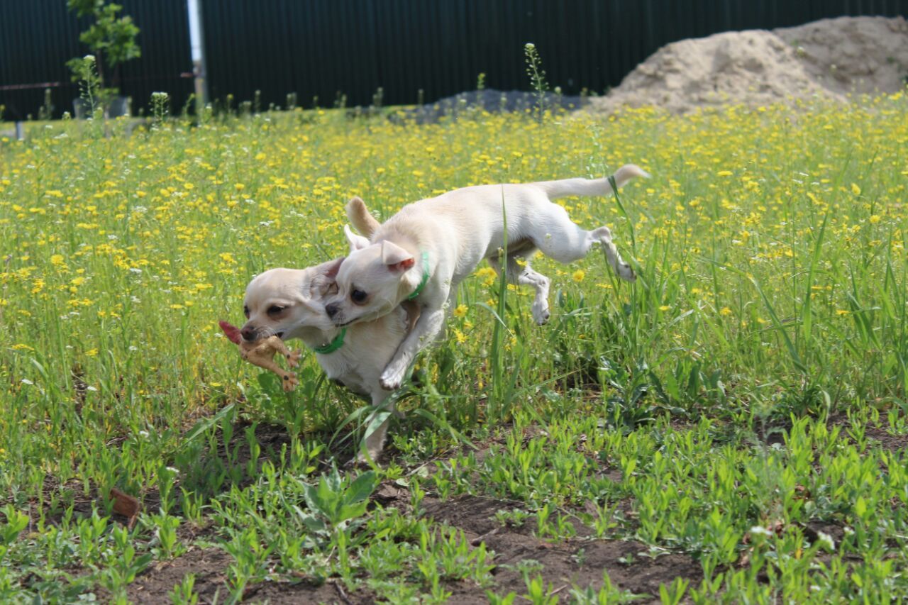 Sanka and Panka after 7 months. - My, Dog, Sister, Chihuahua, My, Longpost, Sisters