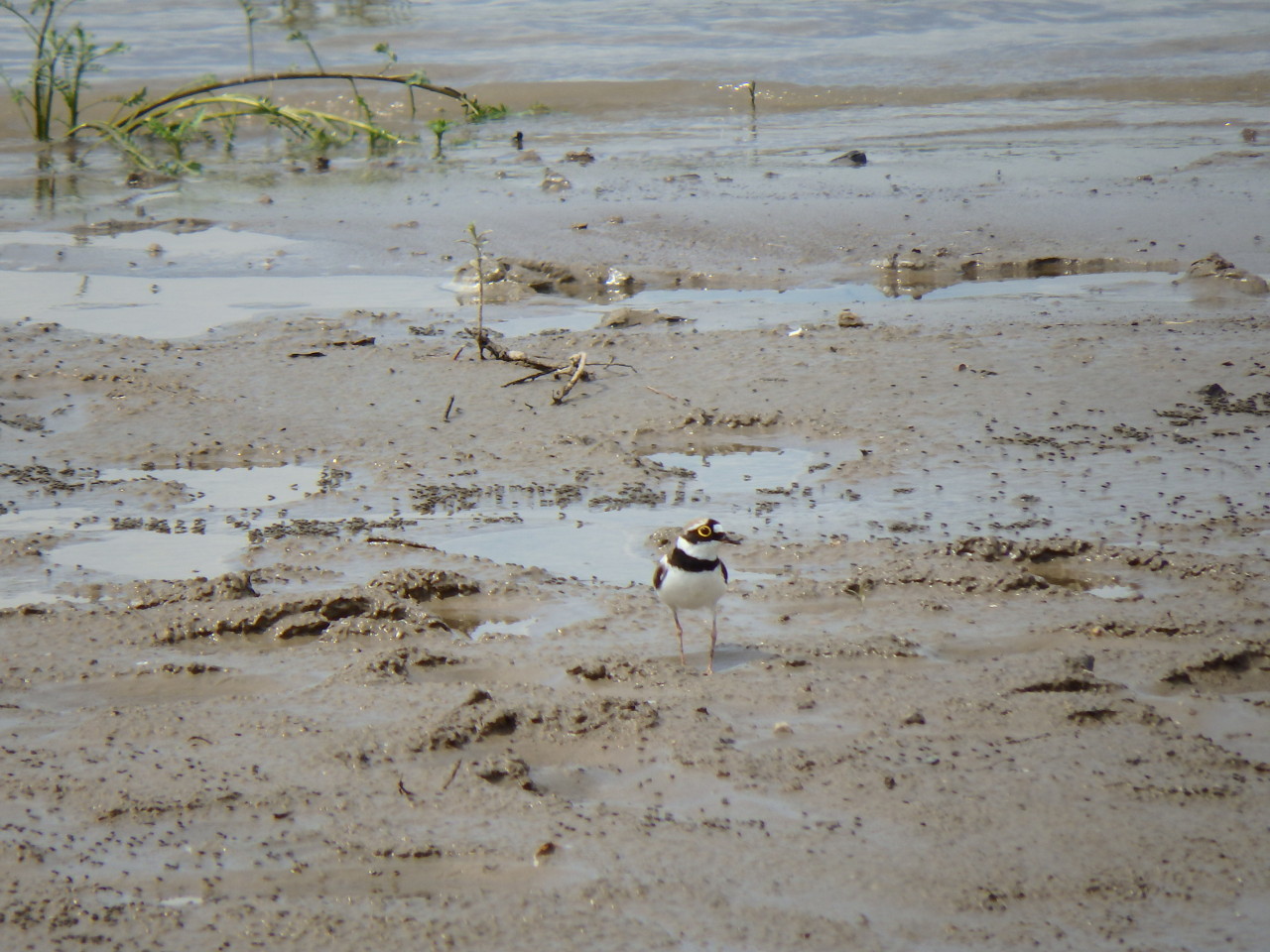 small plover - My, small plover, , Birds, , Ob, Krasny Yar, Longpost