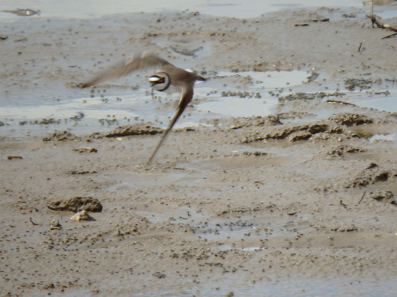 small plover - My, small plover, , Birds, , Ob, Krasny Yar, Longpost