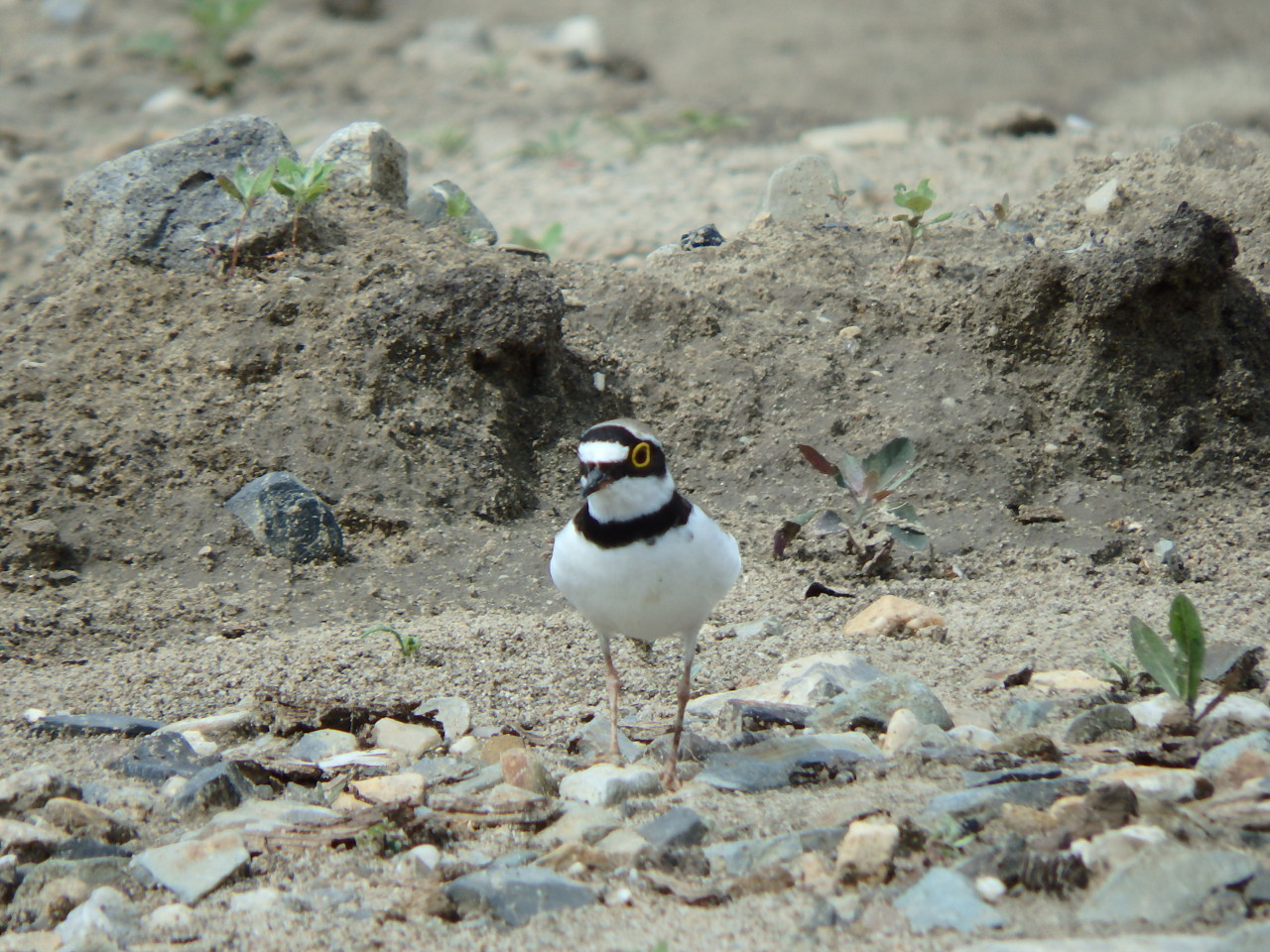 small plover - My, small plover, , Birds, , Ob, Krasny Yar, Longpost