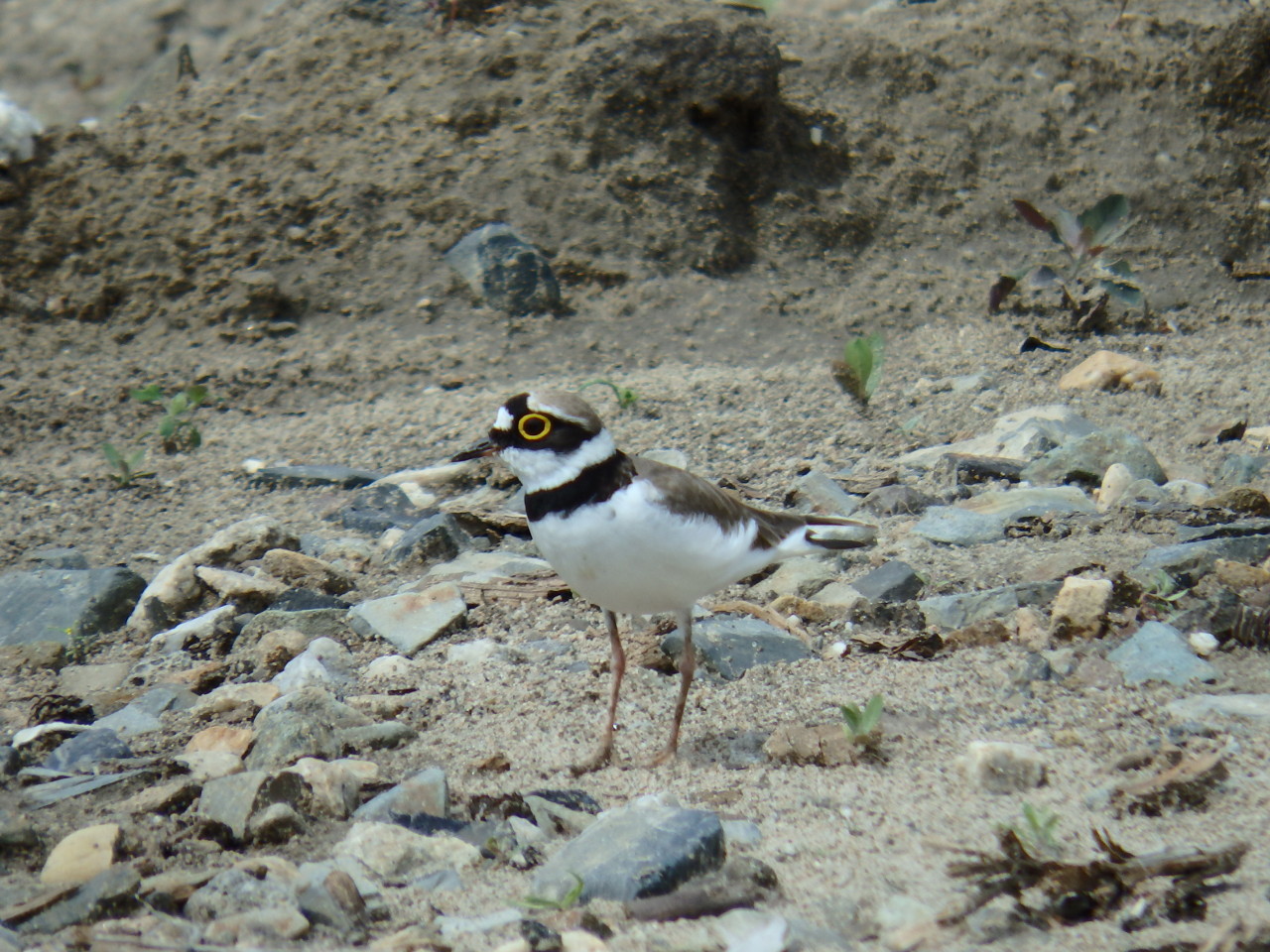 small plover - My, small plover, , Birds, , Ob, Krasny Yar, Longpost