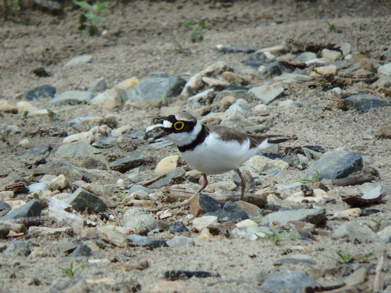 small plover - My, small plover, , Birds, , Ob, Krasny Yar, Longpost