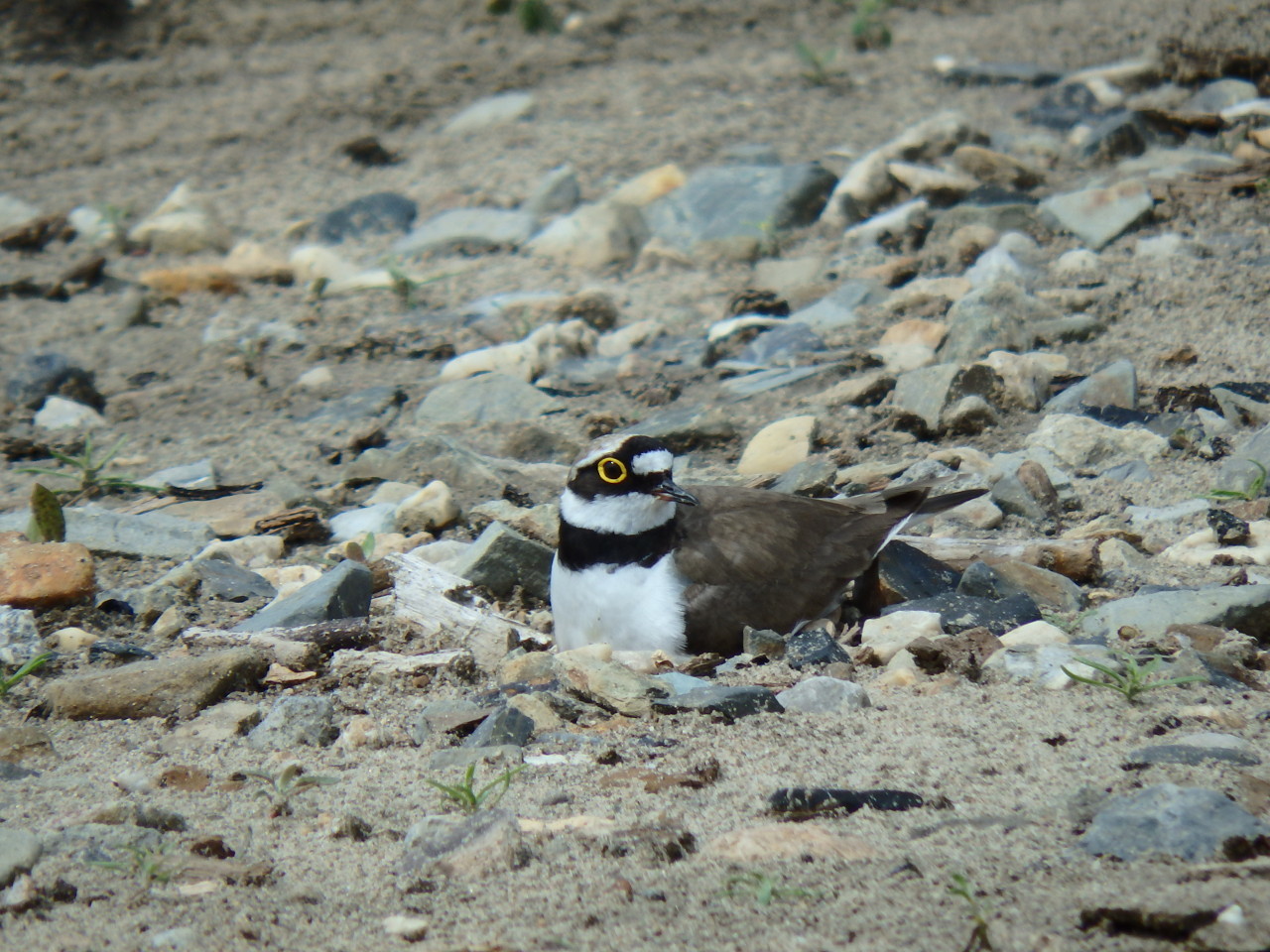 small plover - My, small plover, , Birds, , Ob, Krasny Yar, Longpost