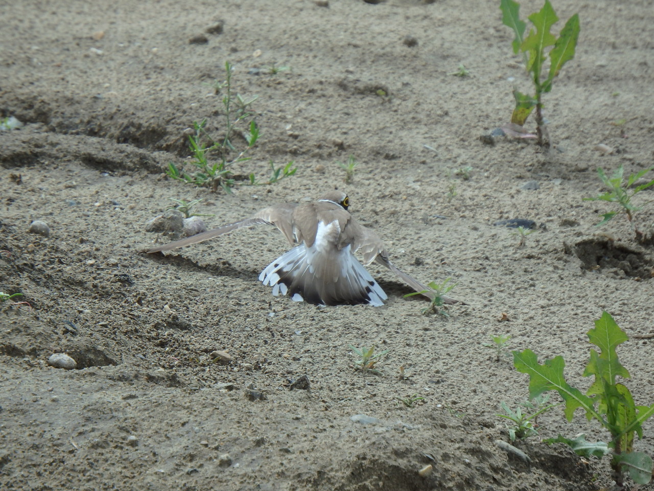 small plover - My, small plover, , Birds, , Ob, Krasny Yar, Longpost