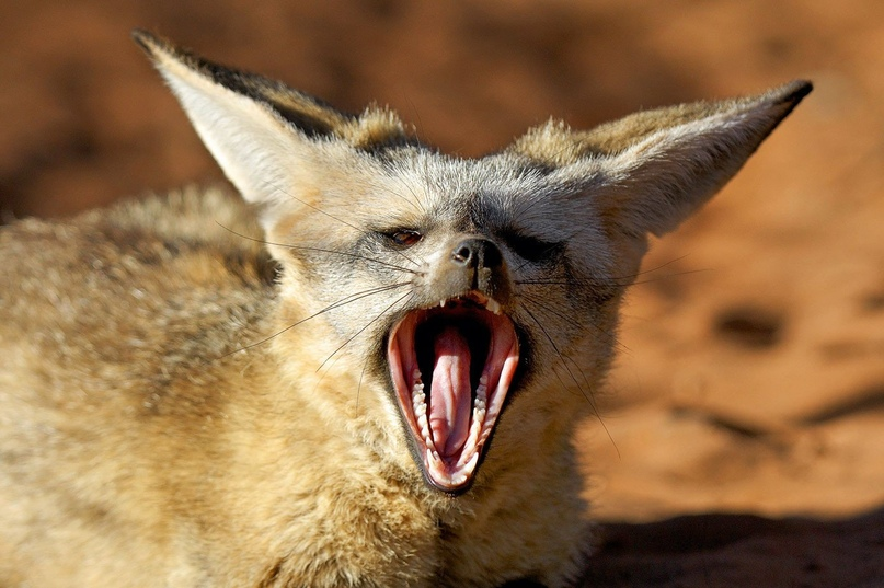 Book of Animals: Big-Eared Fox - Fox, Longpost, Animal book, Nature, Animals, Zoology, Humor, Big-eared fox, My