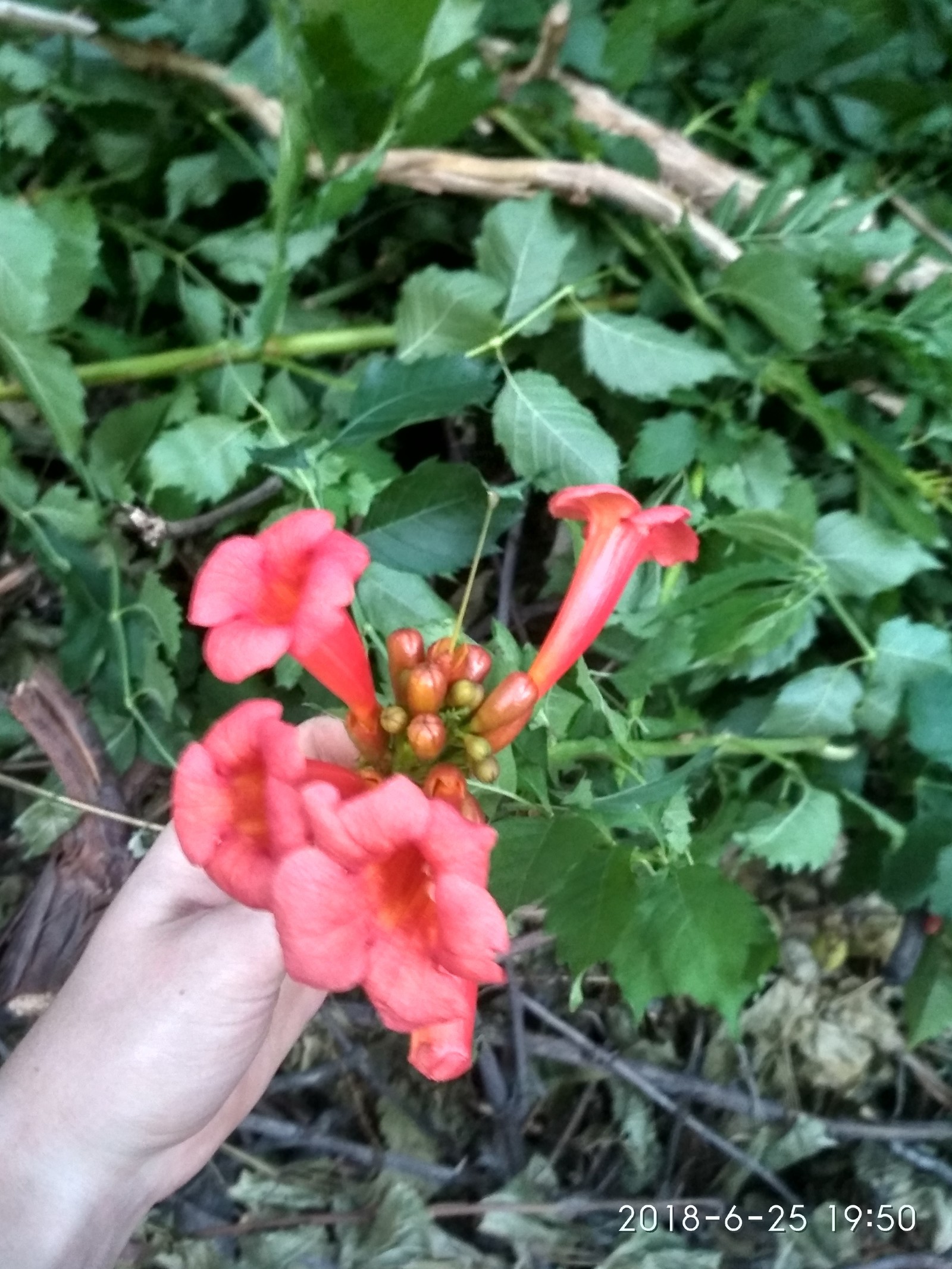 Flowers or weed? - My, Flowers, Weeds, Enrage, Longpost, Infuriates