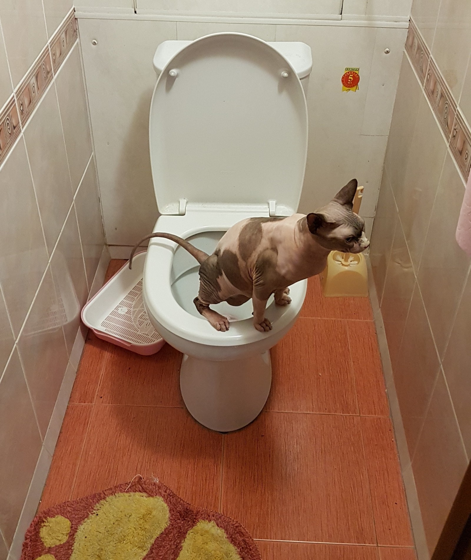 Learned asshole - My, cat, Toilet