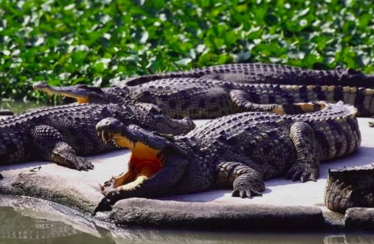 About crocodiles not of our era - , Cryptozoology