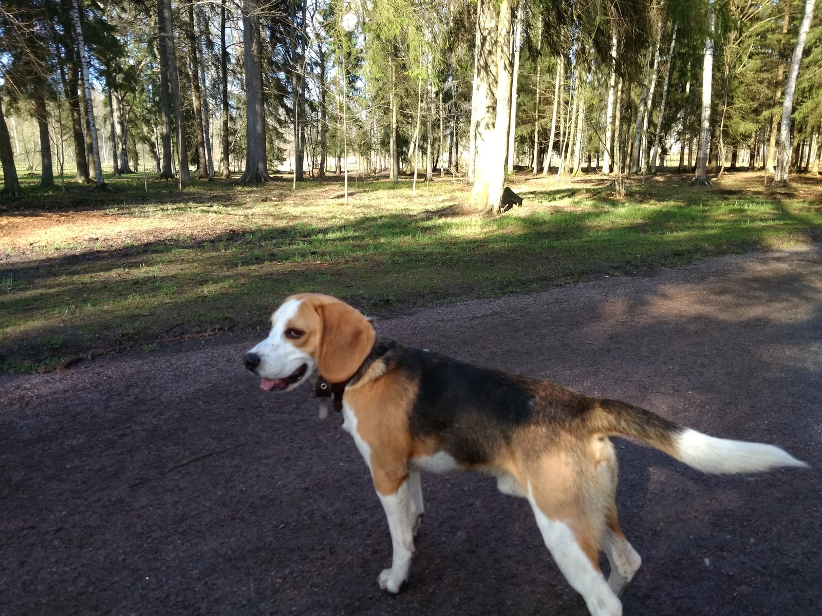 Beagle, was – became. - My, Dog, Beagle, It Was-It Was, Longpost