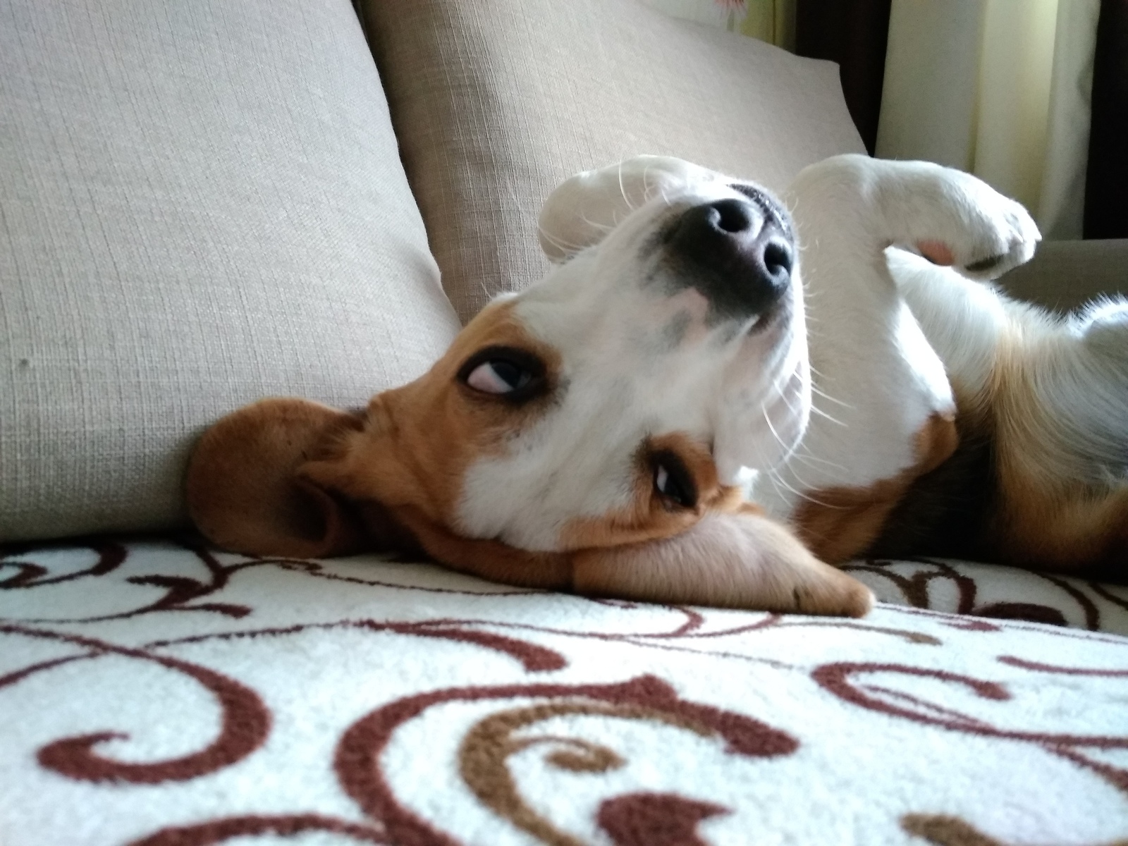 Beagle, was – became. - My, Dog, Beagle, It Was-It Was, Longpost