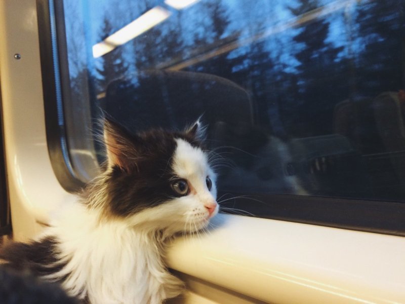 Pets allowed on trains without owners - Transport, A train, Animals, cat