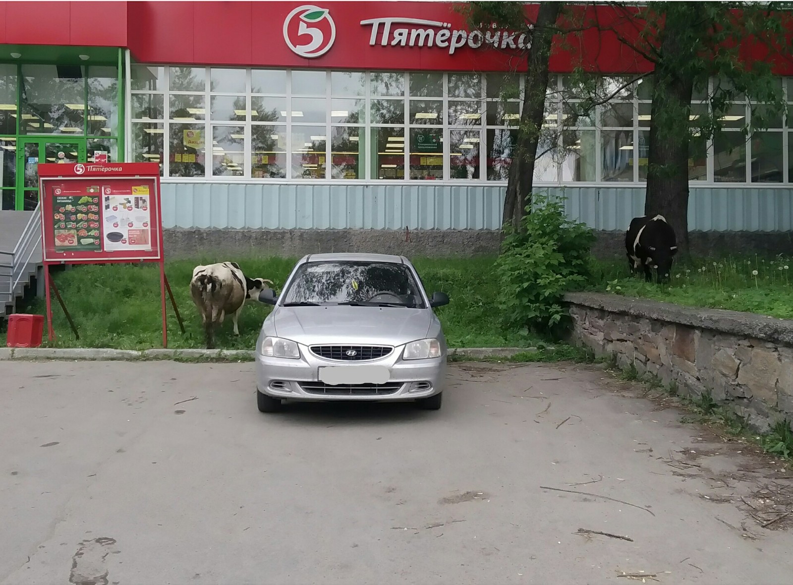 Pyaterochka surprises with fresh milk - City walk, Animals, Pyaterochka, Revenue, Milk