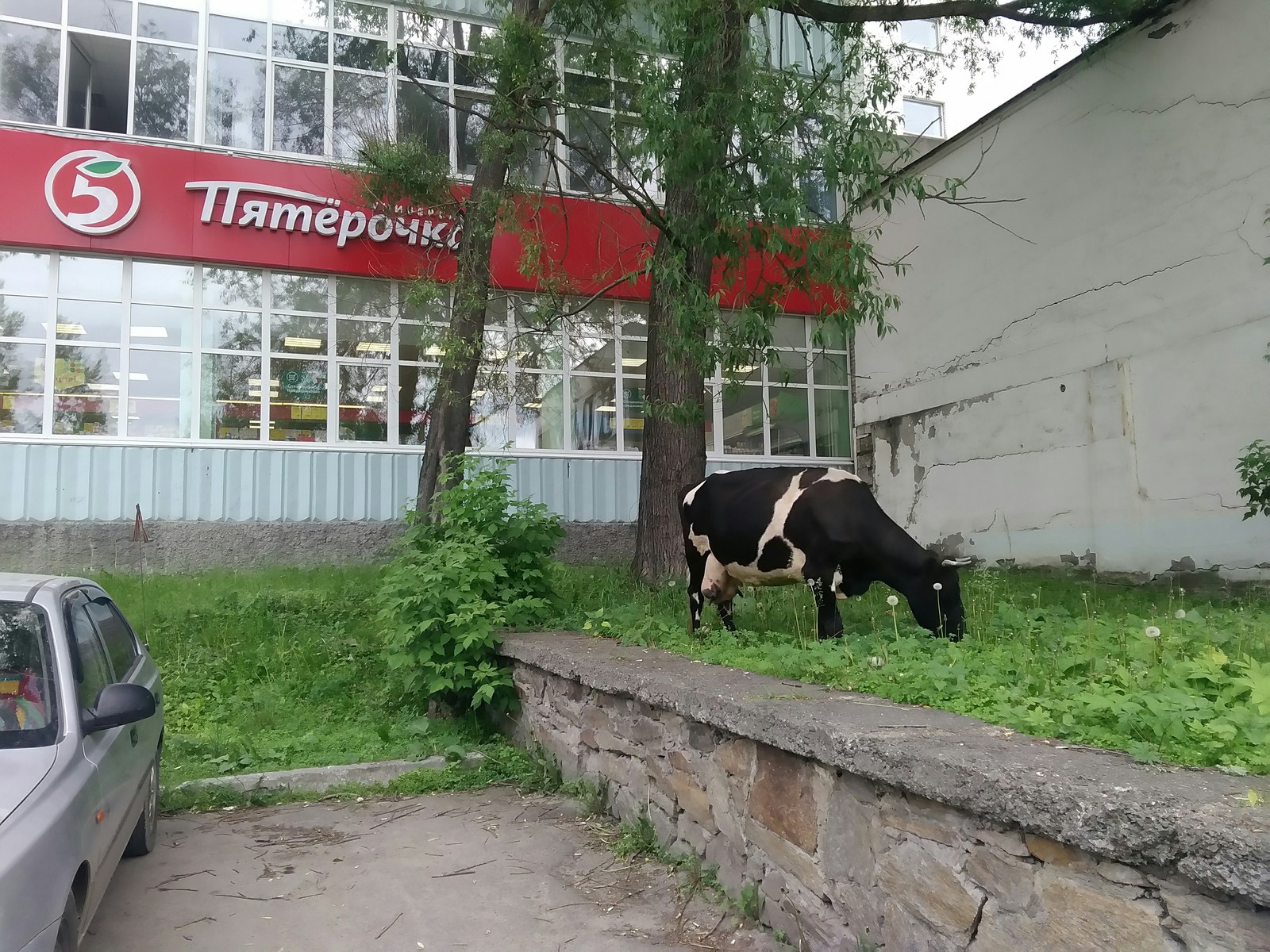 Pyaterochka surprises with fresh milk - City walk, Animals, Pyaterochka, Revenue, Milk