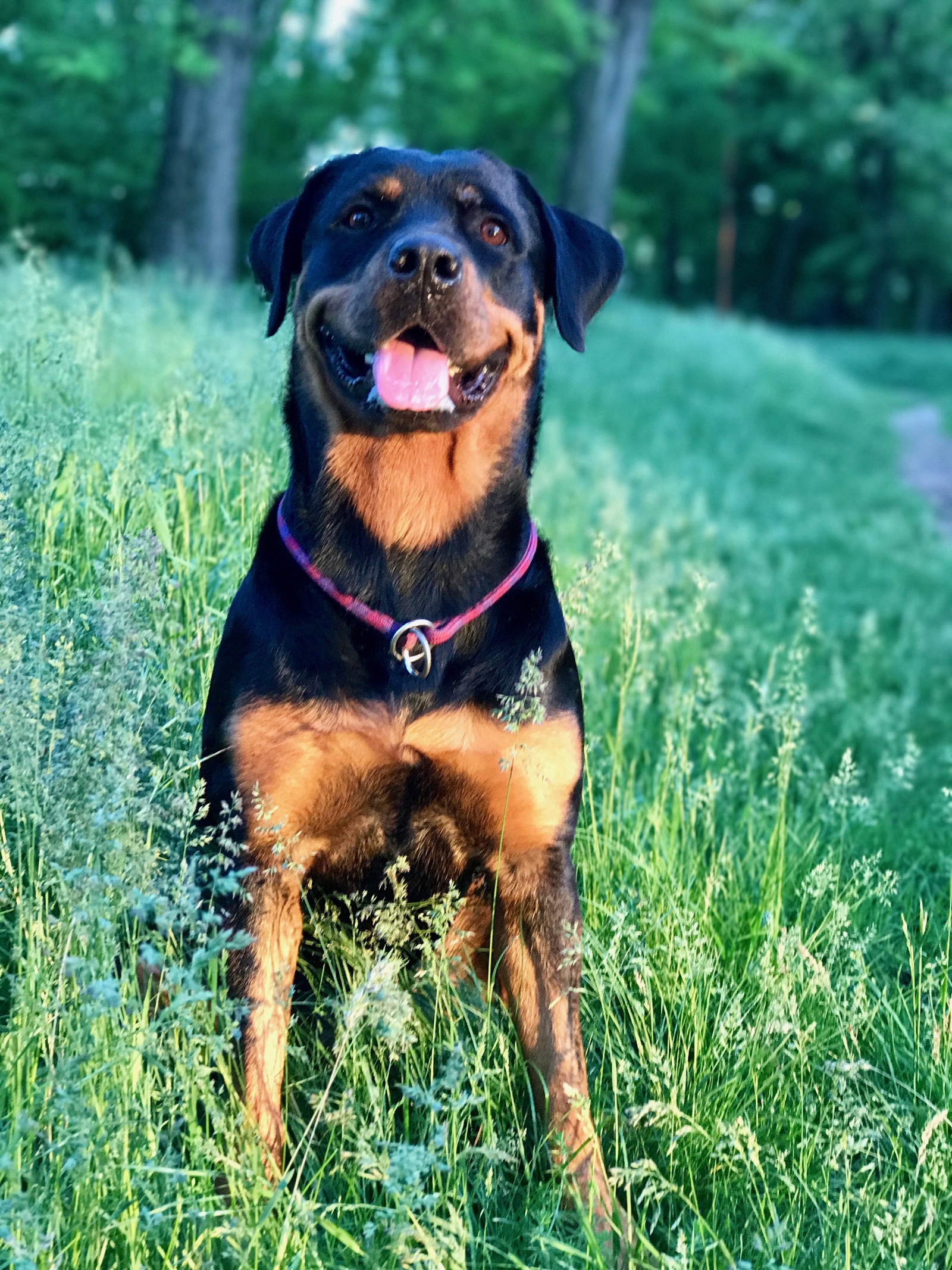 Rottweilers are kind :) - My, Rottweiler, Dog, Friend, The park, Nature, Longpost