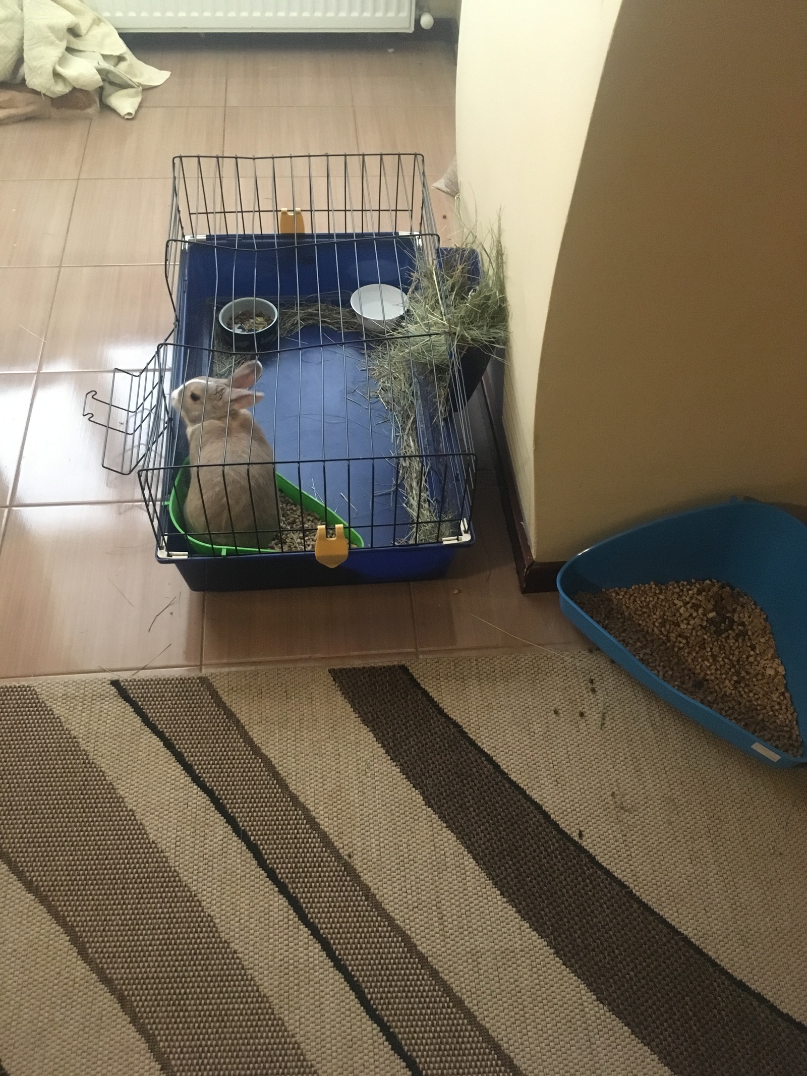 Bunny Sequel - My, Longpost, Rabbit, Animals, The photo