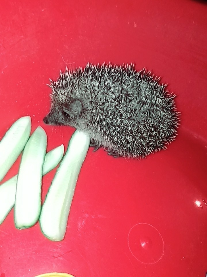 Hedgehog) - My, Hedgehog, House in the woods, Longpost