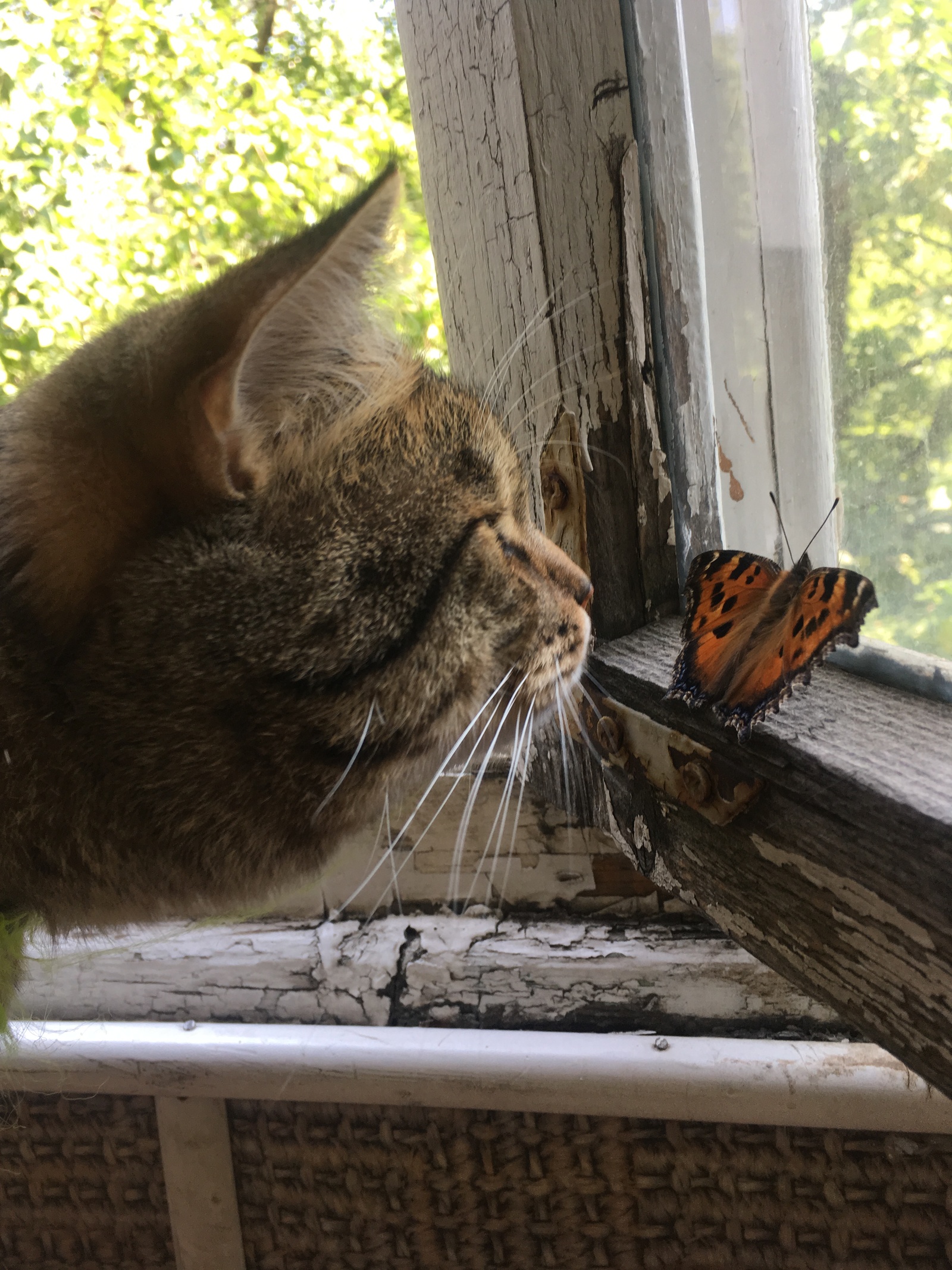 Acquaintance - My, cat, Butterfly, The photo