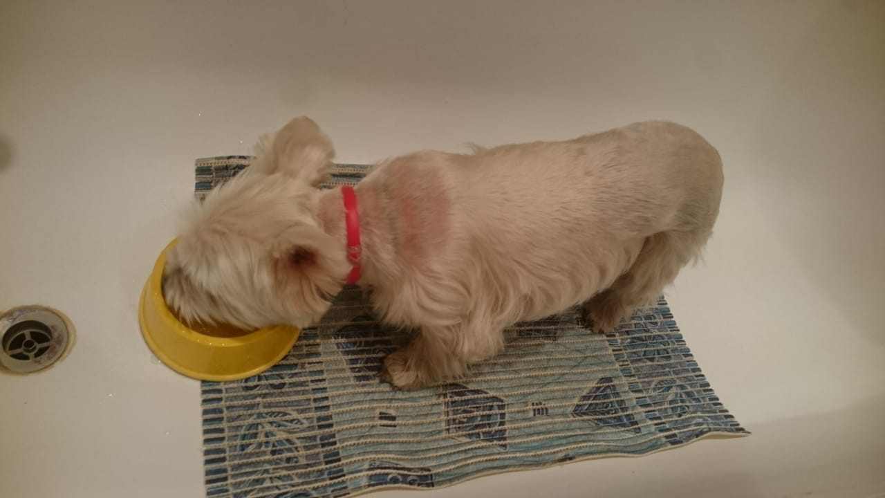 Found a dog, cute (the owner was found through Facebook) - My, Found a dog, West Highland White Terrier, Novy Arbat, Longpost, No rating