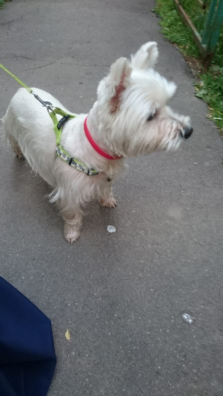 Found a dog, cute (the owner was found through Facebook) - My, Found a dog, West Highland White Terrier, Novy Arbat, Longpost, No rating