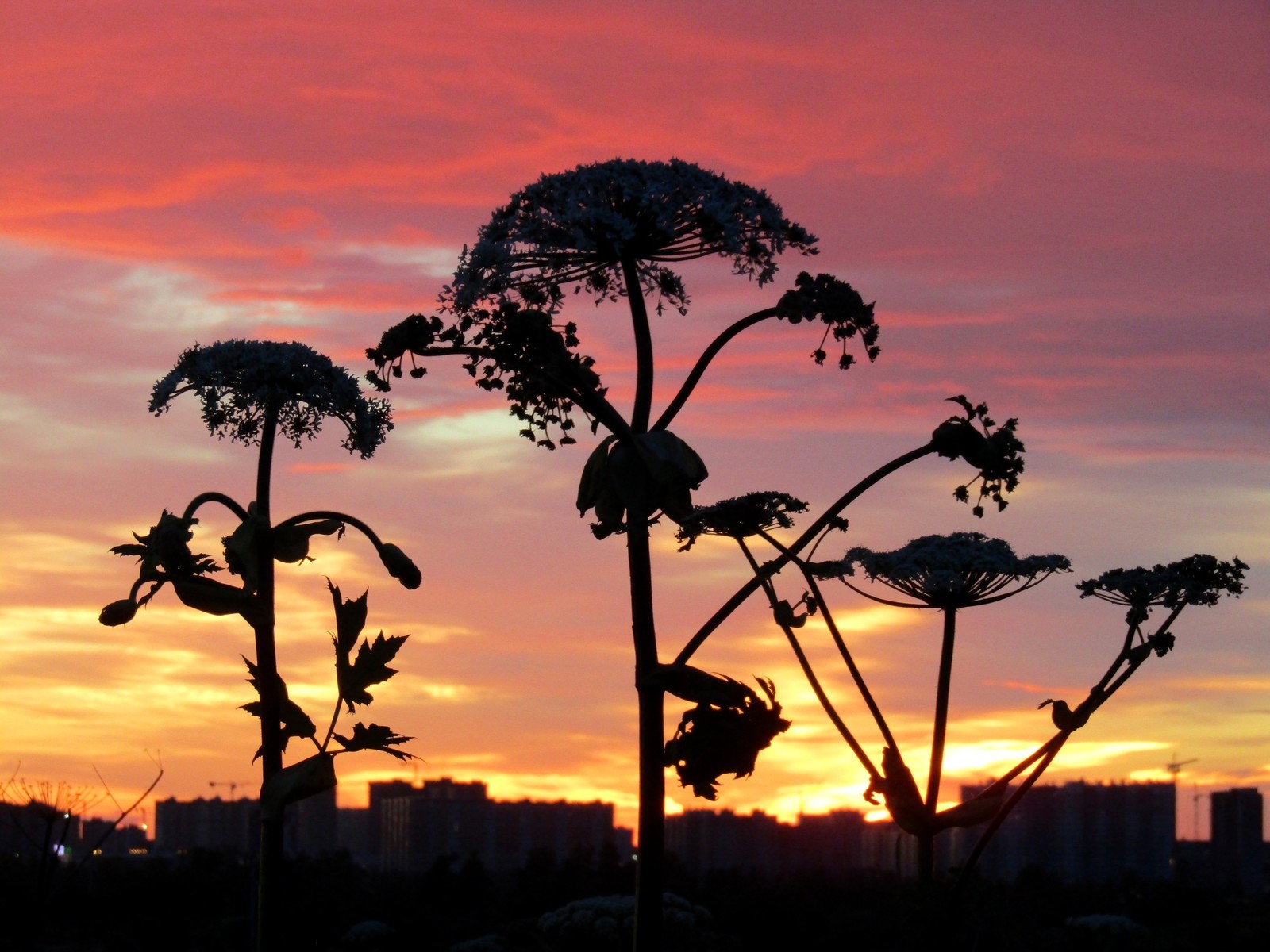 Heraclum sphondylum meets the sunset. - My, Hogweed, Battle of sunsets, Sunset, Nature